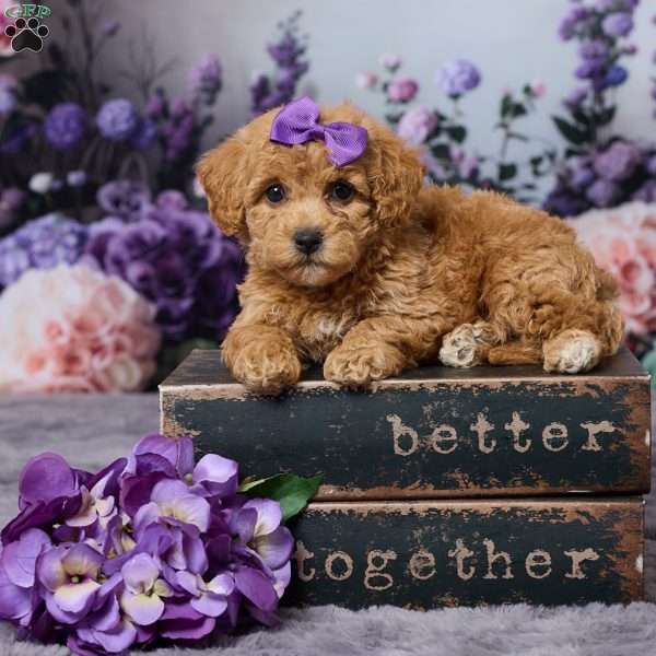 Debbie, Bich-Poo Puppy